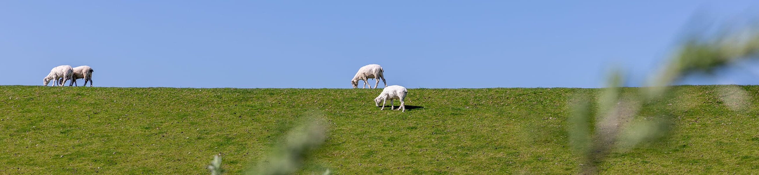 Weidende Schafe auf grüner Deichlandschaft